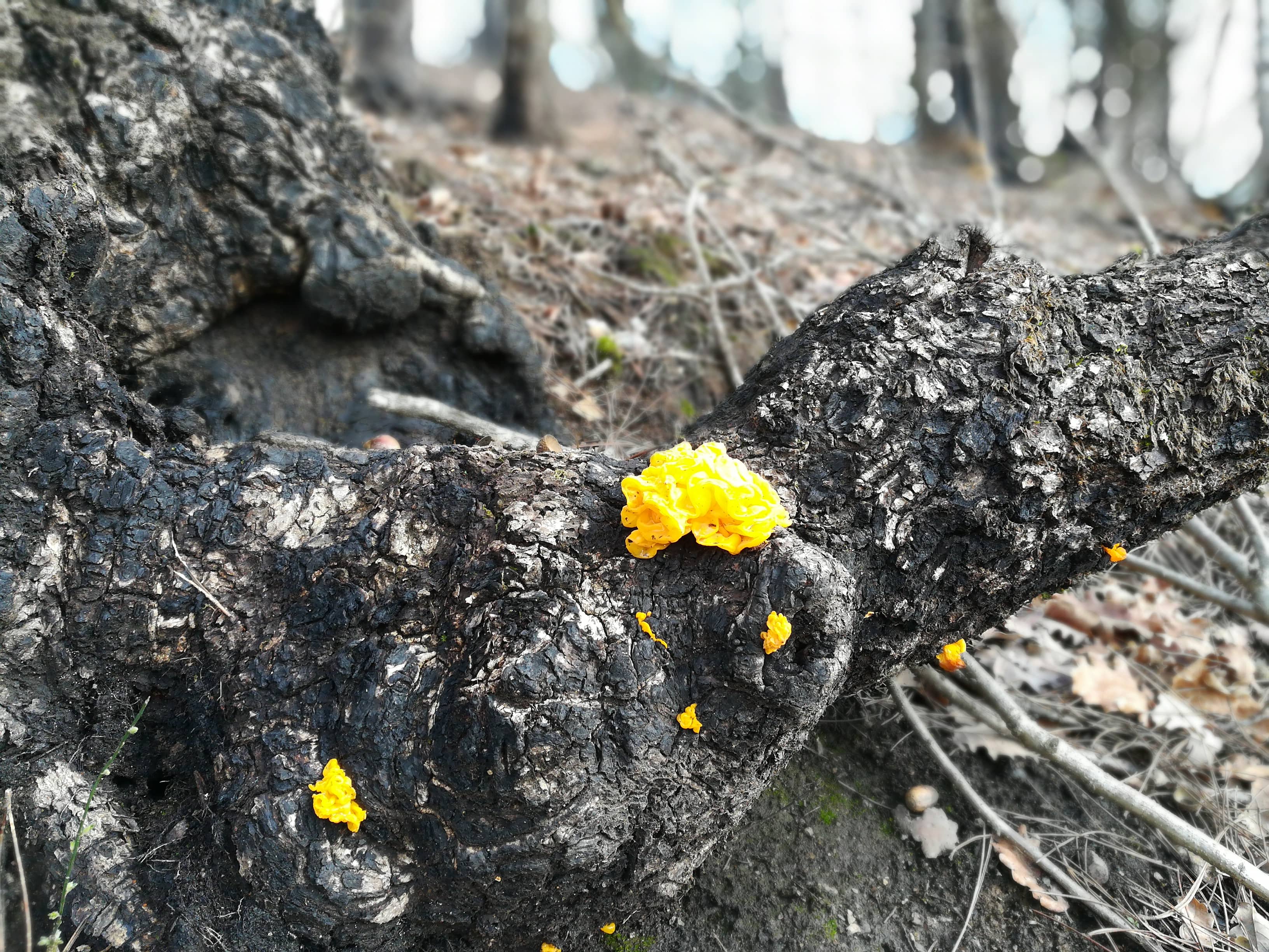 Jolie champignon jaune