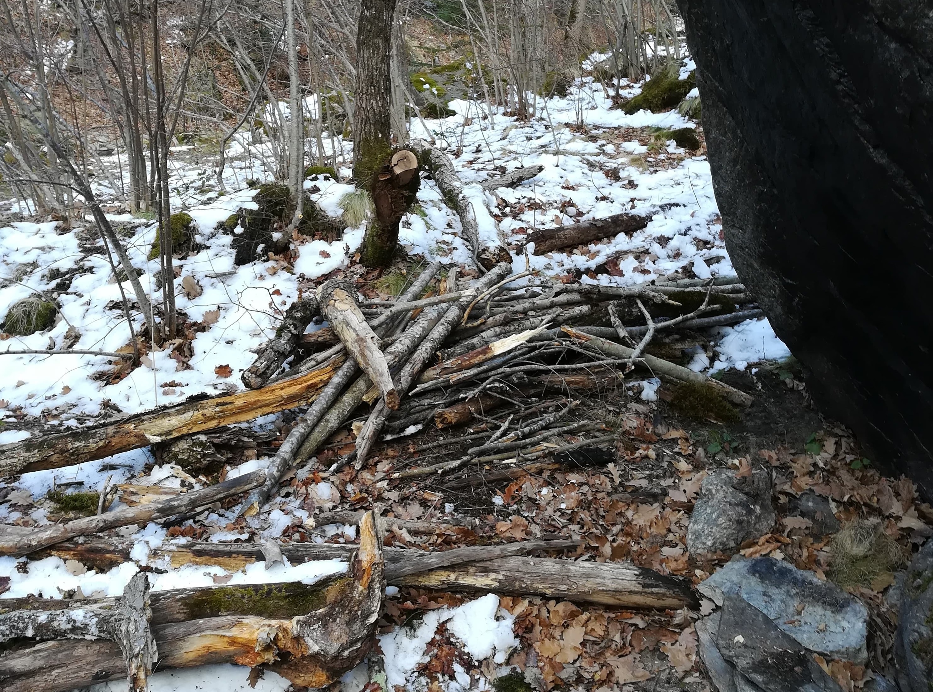 récupération du bois en forêt