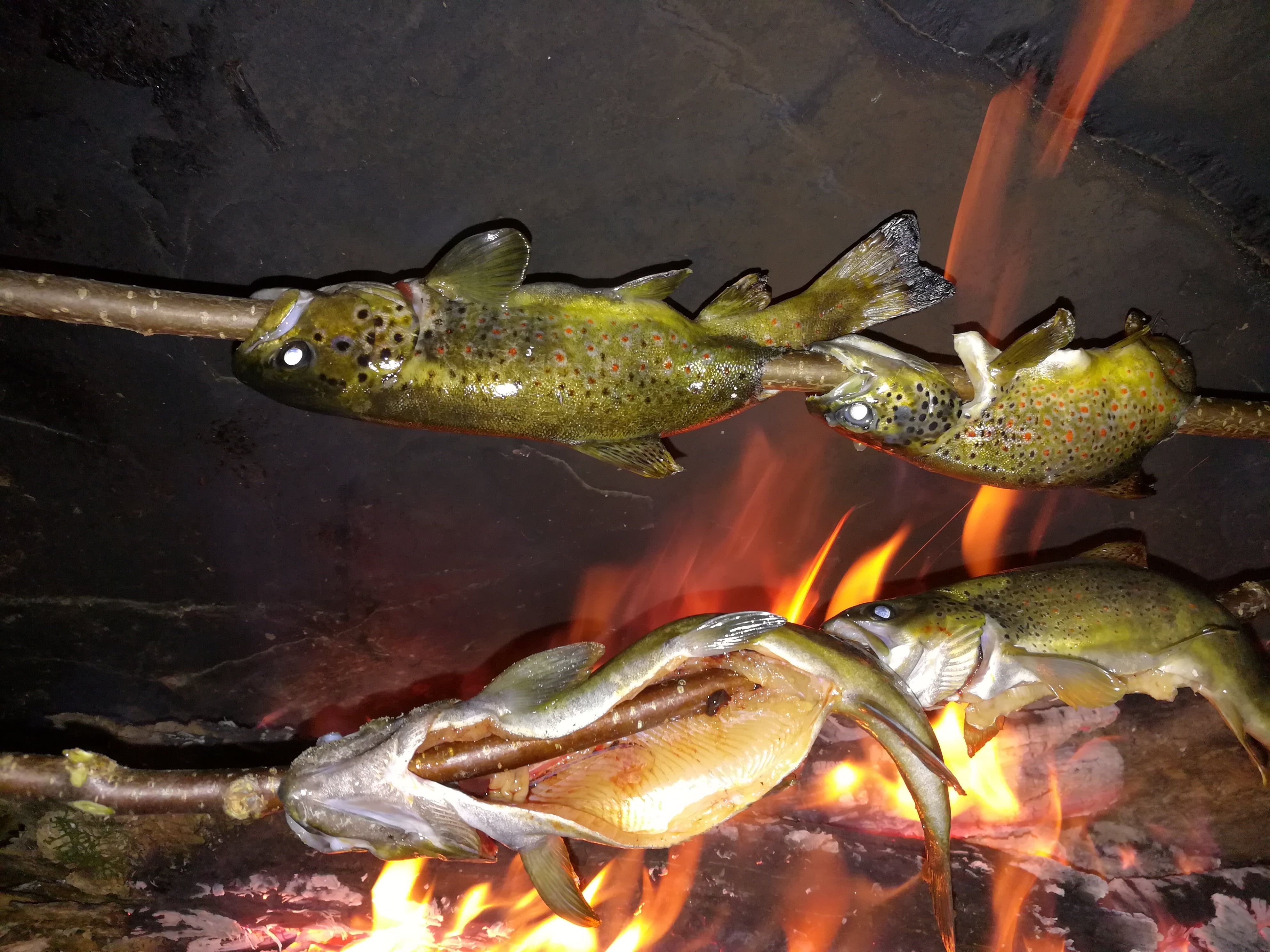 truites grillées au feu de camp